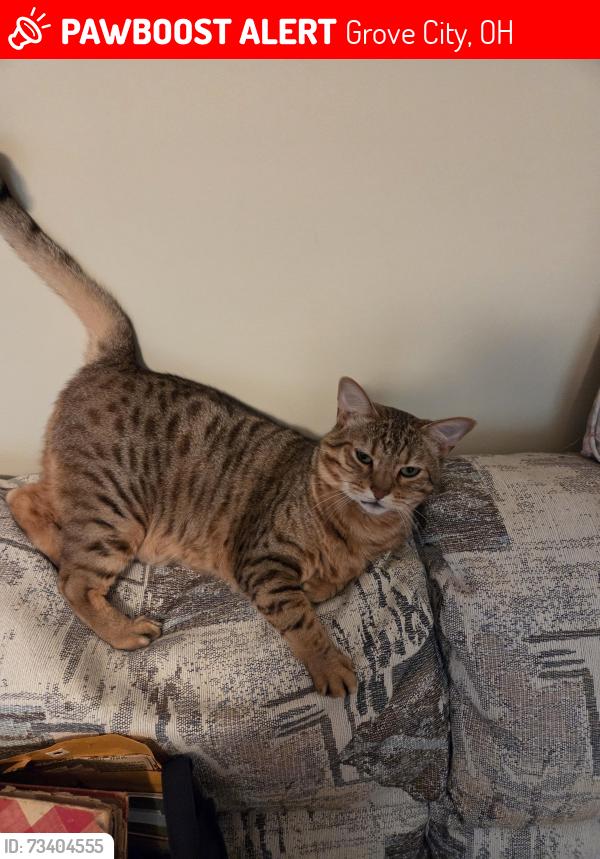 Lost Male Cat last seen EGRET Court and Devdron Lane...Charleston Ridge apot, Grove City, OH 43123