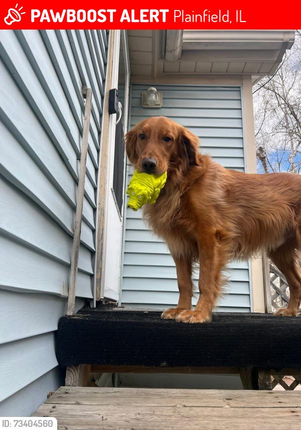Lost Male Dog last seen Lockport St and Fox River St, Plainfield, IL 60544