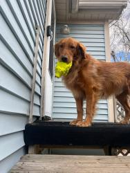 Lost Male Dog last seen Lockport St and Fox River St, Plainfield, IL 60544