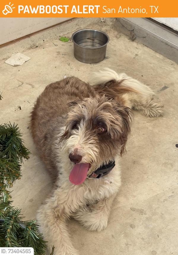 Found/Stray Unknown Dog last seen Minuet sway, San Antonio, TX 78245