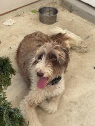 Found/Stray Unknown Dog last seen Minuet sway, San Antonio, TX 78245