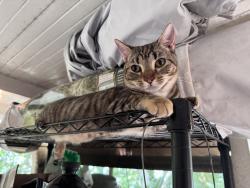 Reunited Female Cat last seen Wildwood neighborhood, Winter Springs, FL 32708