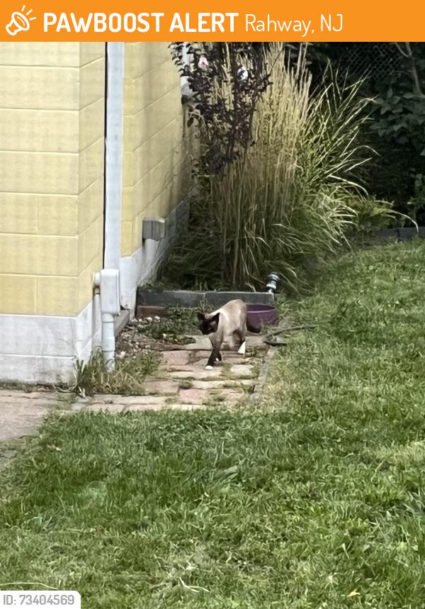 Found/Stray Unknown Cat last seen West meadow Rahway, Rahway, NJ 07065