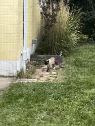 Found/Stray Unknown Cat last seen West meadow Rahway, Rahway, NJ 07065