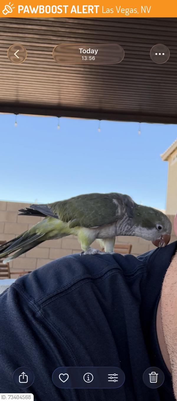 Found/Stray Unknown Bird last seen Blue Diamond and Fort Apache, Las Vegas, NV 89178