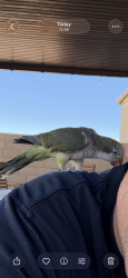 Found/Stray Unknown Bird last seen Blue Diamond and Fort Apache, Las Vegas, NV 89178