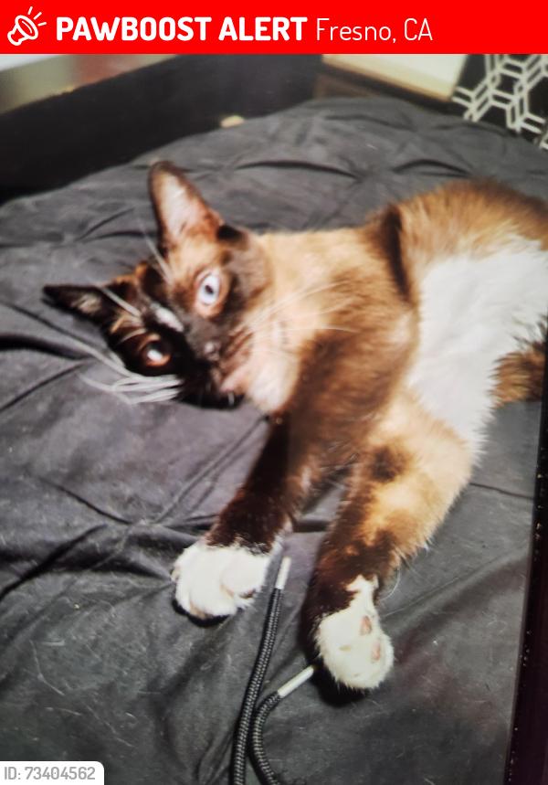 Lost Male Cat last seen Thomas and Jackson st, Fresno, CA 93702