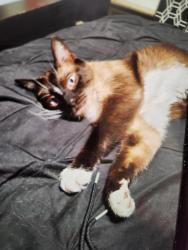 Lost Male Cat last seen Thomas and Jackson st, Fresno, CA 93702