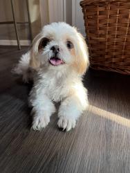 Found/Stray Female Dog last seen Freedom crossing rd the Vue apmt, Jacksonville, FL 32256
