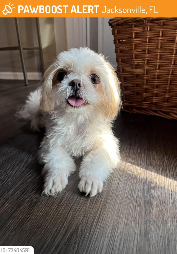 Found/Stray Female Dog last seen Freedom crossing rd the Vue apmt, Jacksonville, FL 32256