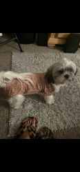 Lost Female Dog last seen Castlegate dr, Riverdale, GA 30296
