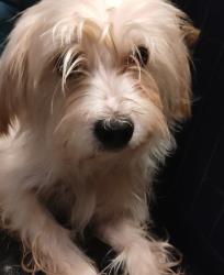 Found/Stray Male Dog last seen West Liberty, Cincinnati, OH 45205