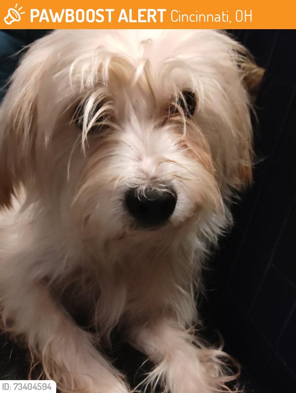 Found/Stray Male Dog last seen West Liberty, Cincinnati, OH 45205