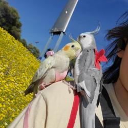 Lost Male Bird last seen Casa nova Ct &Del Sol Blvd 92154, San Diego, CA 92154