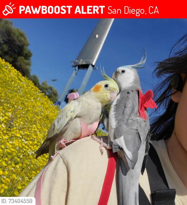 Lost Male Bird last seen Casa nova Ct &Del Sol Blvd 92154, San Diego, CA 92154