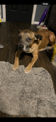 Lost Male Dog last seen Matthew way, Near E Airtex Dr, Houston, TX 77073