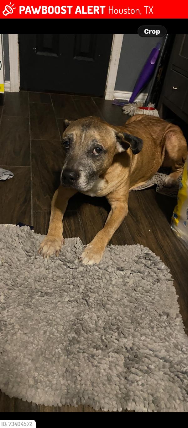 Lost Male Dog last seen Matthew way, Near E Airtex Dr, Houston, TX 77073