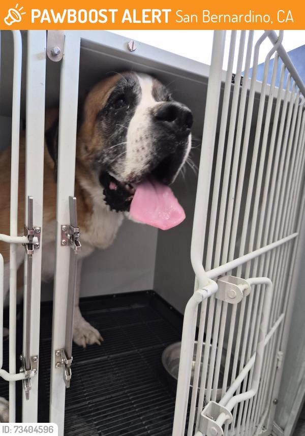 Found/Stray Male Dog last seen Del Rosa liquor, San Bernardino, CA 92410