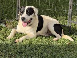 Found/Stray Male Dog last seen River Chase, Winston-Salem, NC 27101