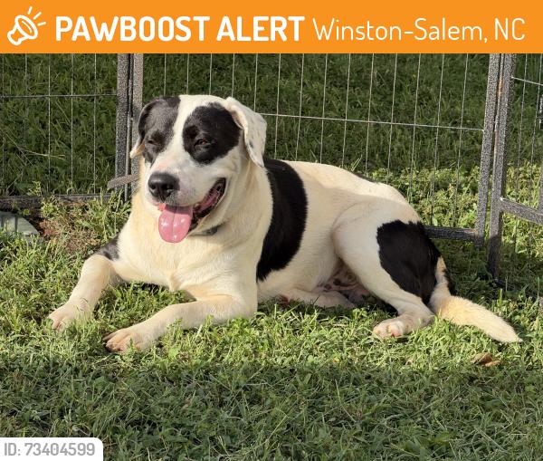 Found/Stray Male Dog last seen River Chase, Winston-Salem, NC 27101
