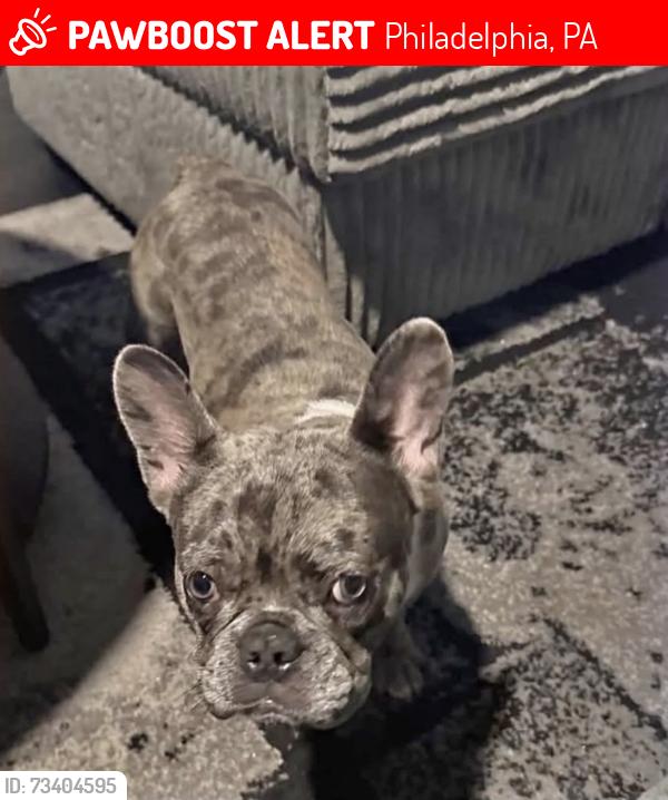 Lost Male Dog last seen Near and Clearfield St, Philadelphia, PA 19132