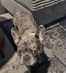 Lost Male Dog last seen Near and Clearfield St, Philadelphia, PA 19132