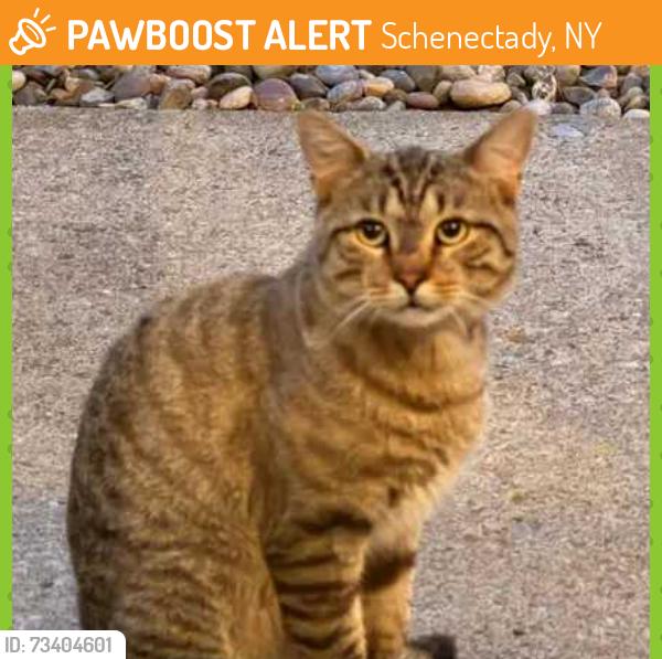 Found/Stray Unknown Cat last seen Carman Road, Schenectady, NY 12303