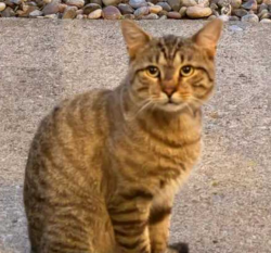 Found/Stray Unknown Cat last seen Carman Road, Schenectady, NY 12303