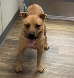 Shelter Stray Female Dog last seen Near Bob Wilson Drive, San Diego, CA, 92134, 5500 Gaines St, San Diego, CA 92110, USA