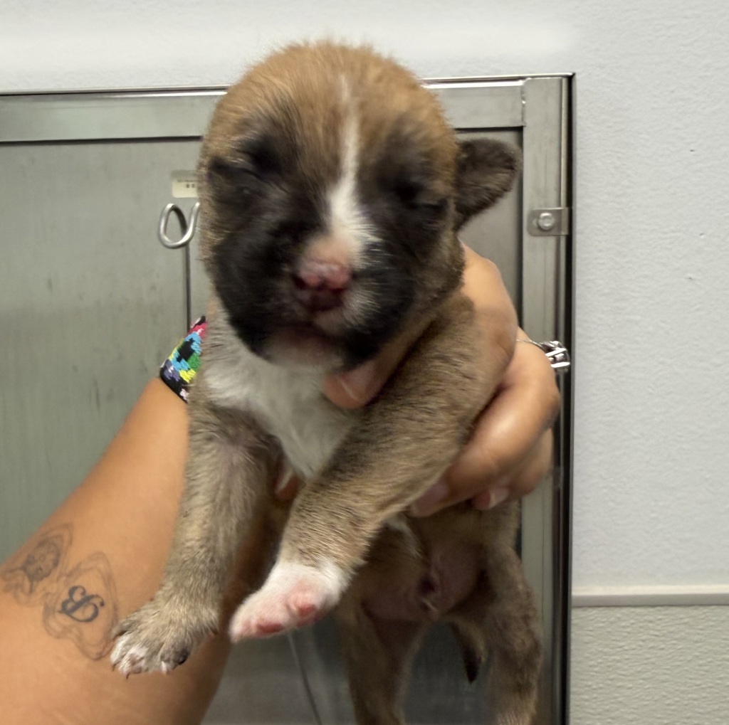 Shelter Stray Male Dog last seen Near Bob Wilson Drive, San Diego, CA, 92134, 5500 Gaines St, San Diego, CA 92110, USA
