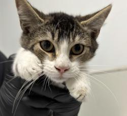 Shelter Stray Male Cat last seen Near Olamar Way, San Diego, CA, 92139, 5500 Gaines St, San Diego, CA 92110, USA