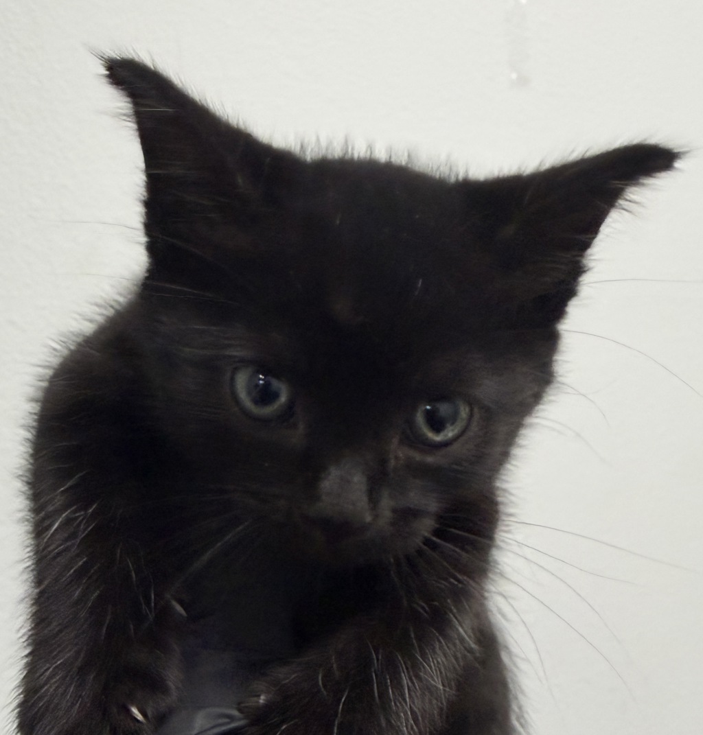 Shelter Stray Female Cat last seen Linda Vista Road, San Diego, CA, 92111, 5500 Gaines St, San Diego, CA 92110, USA