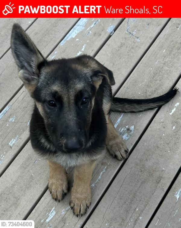 Lost Female Dog last seen Hwy 252 & Hwy 25, Ware Shoals, SC 29692