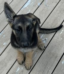 Lost Female Dog last seen Hwy 252 & Hwy 25, Ware Shoals, SC 29692