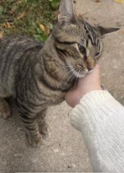 Found/Stray Unknown Cat last seen N Sawyer Ave and W Palmer St, near the alleyway on Sawyer, Chicago, IL 60647