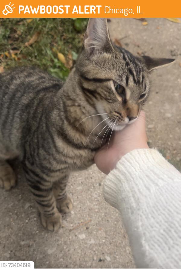 Found/Stray Unknown Cat last seen N Sawyer Ave and W Palmer St, near the alleyway on Sawyer, Chicago, IL 60647