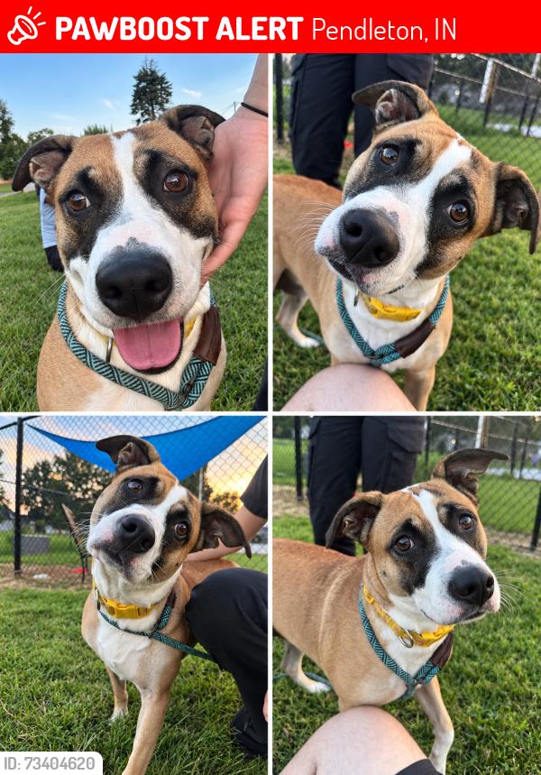 Lost Female Dog last seen In between SR 9 and 300, Pendleton, IN 46064