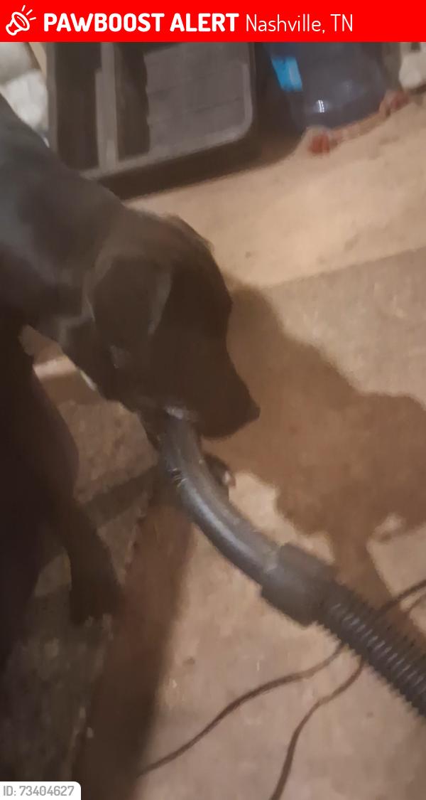Lost Female Dog last seen Shell gas station, Nashville, TN 37080