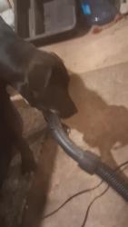 Lost Female Dog last seen Shell gas station, Nashville, TN 37080