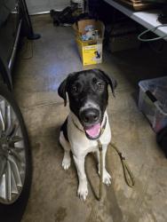 Found/Stray Male Dog last seen Highway 29, Craft St, Wellford, SC 29385