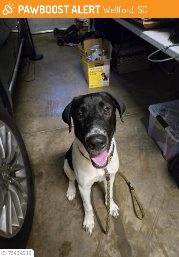Found/Stray Male Dog last seen Highway 29, Craft St, Wellford, SC 29385