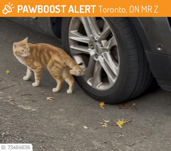 Found/Stray Male Cat last seen Near warden and manhattan, Toronto, ON M1R 2Z3