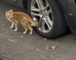 Found/Stray Male Cat last seen Near warden and manhattan, Toronto, ON M1R 2Z3