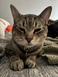 Reunited Male Cat last seen Cemetery, Hartford, CT 06106