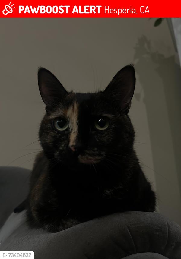 Lost Female Cat last seen Cottonwood ave, Hesperia, CA 92345