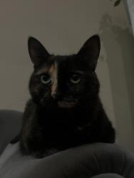 Lost Female Cat last seen Cottonwood ave, Hesperia, CA 92345