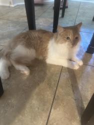 Lost Male Cat last seen Stony Bottom Dr, Raleigh, NC 27610