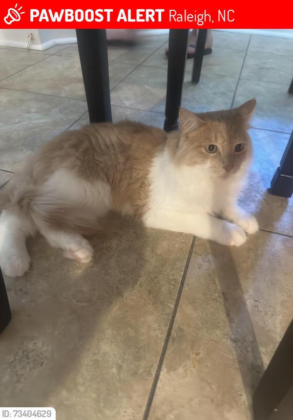 Lost Male Cat last seen Stony Bottom Dr, Raleigh, NC 27610