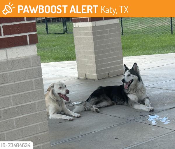 Found/Stray Unknown Dog last seen Cardiff Jr High, Katy, TX 77449