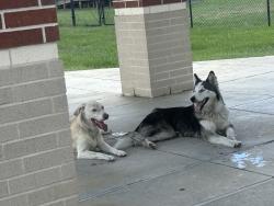 Found/Stray Unknown Dog last seen Cardiff Jr High, Katy, TX 77449